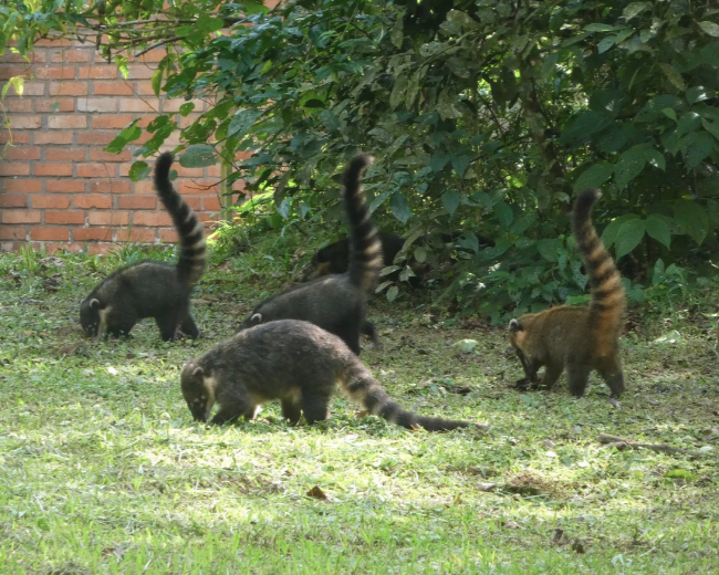 coatis in iguazu national park travel
