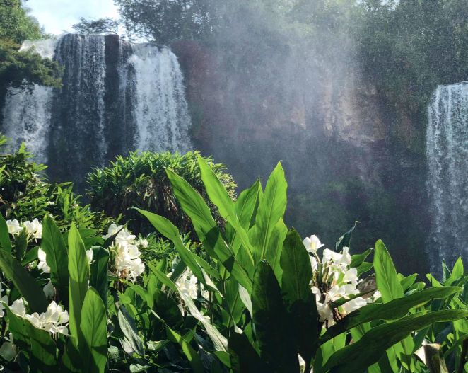 flowers by iguazu falls