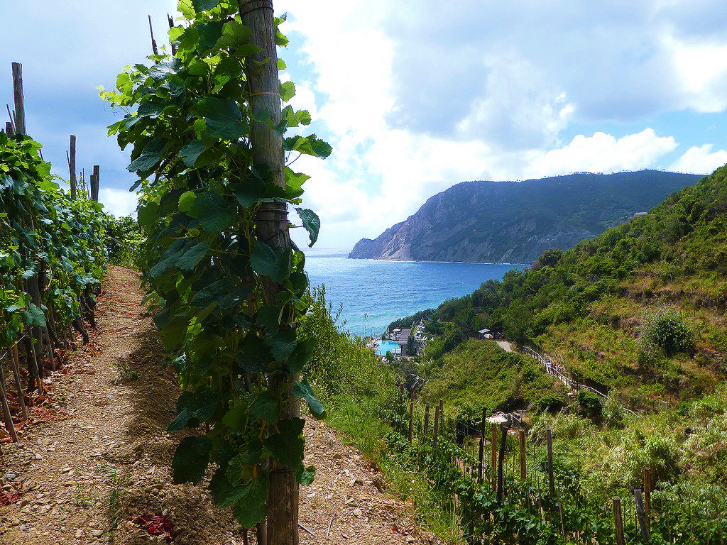 green vineyards overlooking the coast of cinque terre