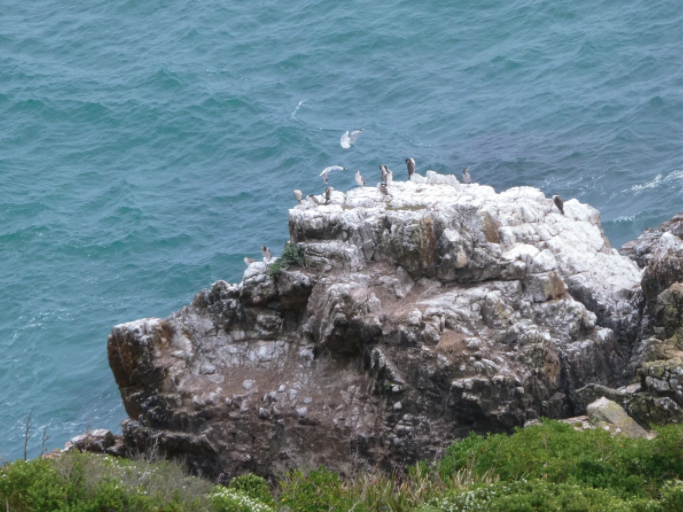 seals on a rock