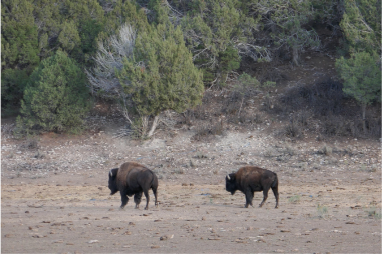 bison on the drive from kanab to zion national park