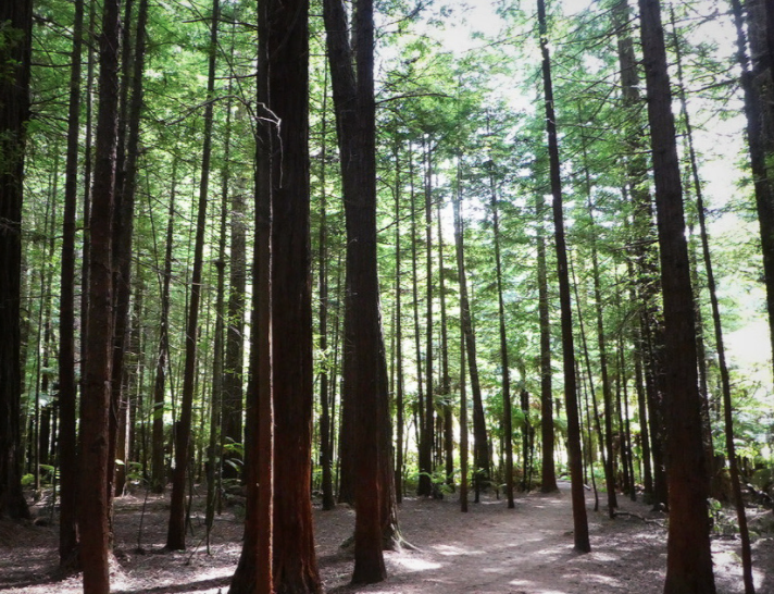 tall tree trunks in redwood forest