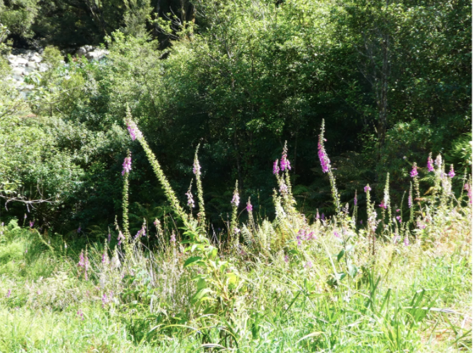 pink flowers in a field