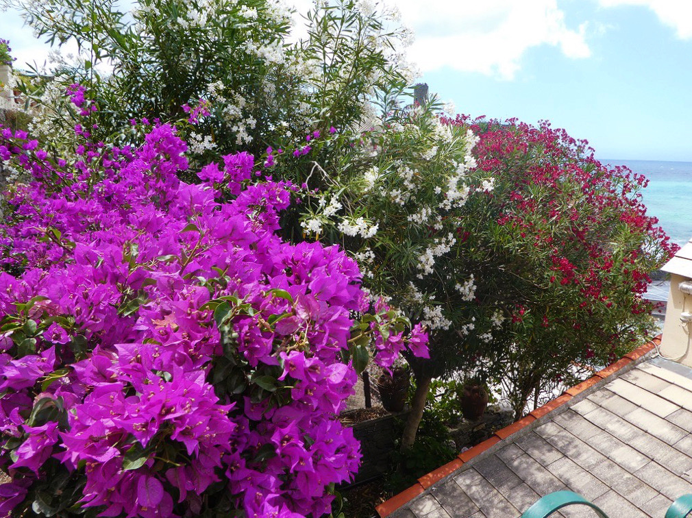 bright purple and white flower bushes in cinque terre italy