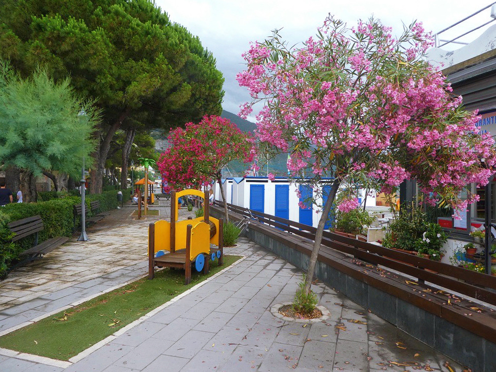 pink tree in public park of monterosso al mare italy