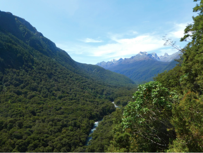 green trees and river in hollyford valley