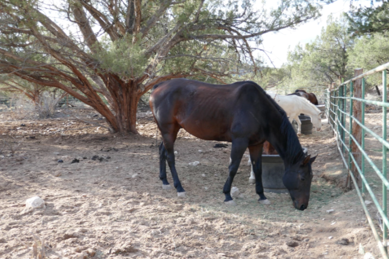horse eating on ranch