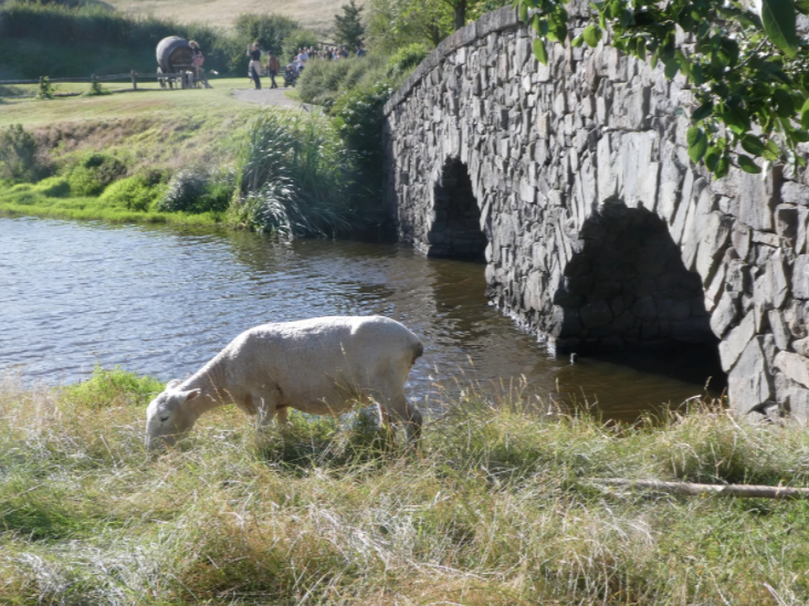lamb in field in hobbiton bridge