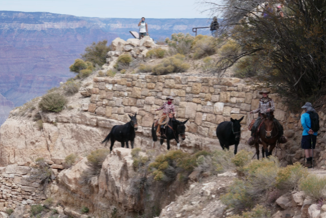 mule ride down bright angel trail in the grand canyon by men in cowboy hats