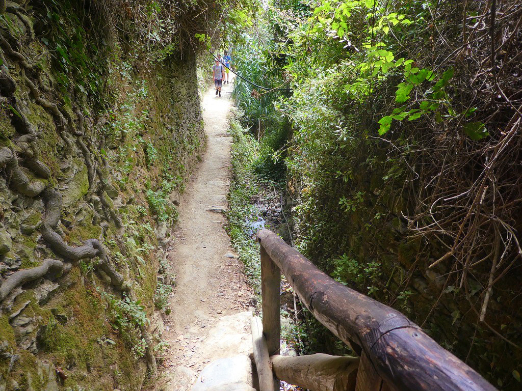 dirt trail through dense green vegetation while hiking cinque terre