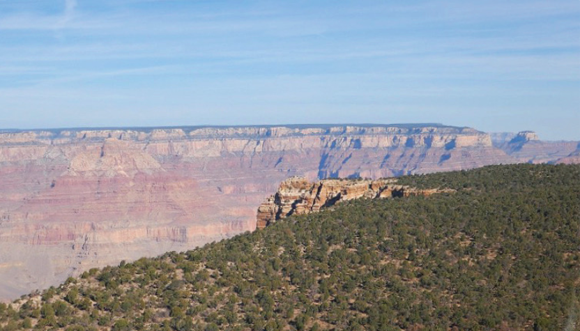tree covered cliff edge to the grand canyon
