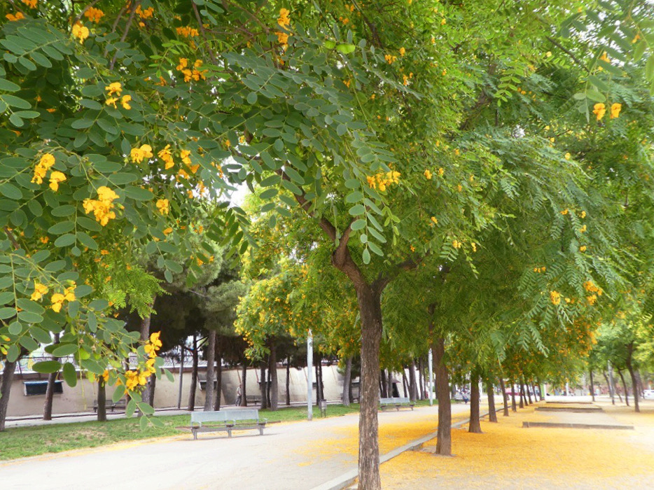 yellow flowers on a green tree in a public park of barcelona