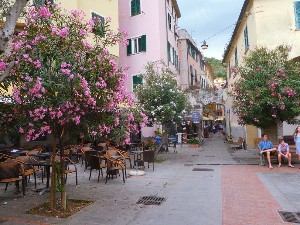 pink flower trees in a public square of monterosso al mare