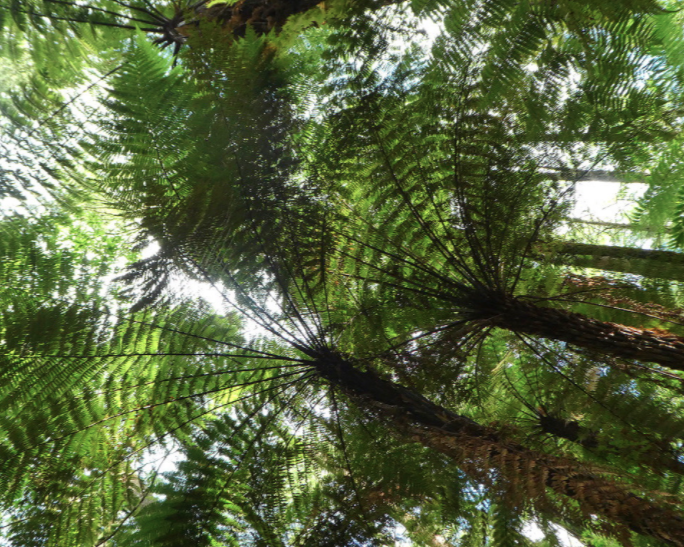 tree leaves in redwood forest