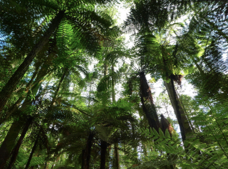 redwood tree park in rotorua looking up at the leaves