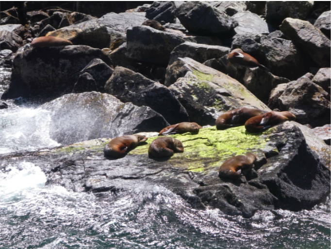 seals on a rock in milford sound