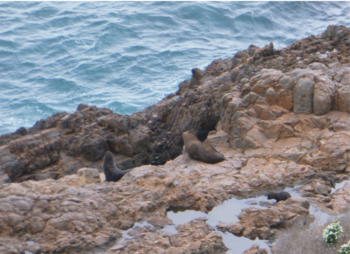 seals on brown rocks by the ocean