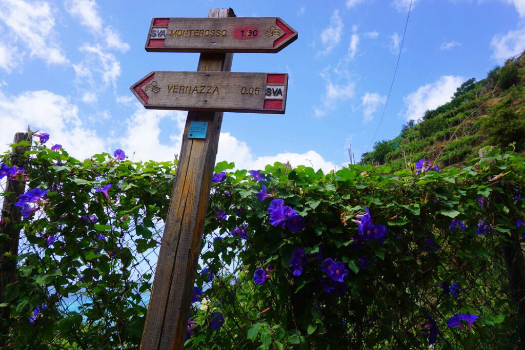 wooden arrow signs pointing to vernazza and monteroso with vines and purple flowers behind it