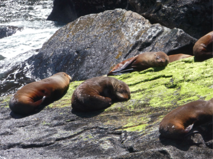 sleeping seals in milford sound