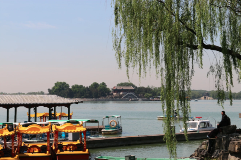 hanging tree in front of tour boats and blue lake