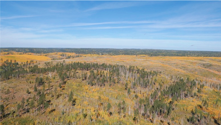 yellow and green trees at the grand canyon in the fall as seen from above