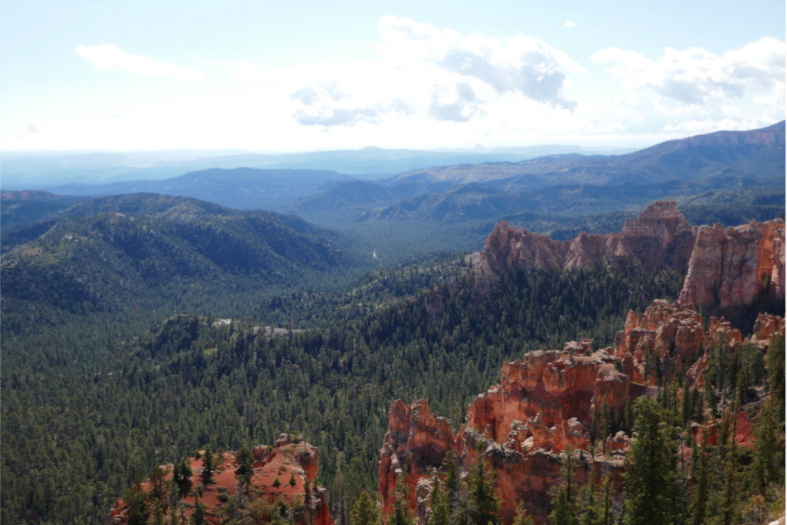 green spruce and fir trees filling bryce canyon