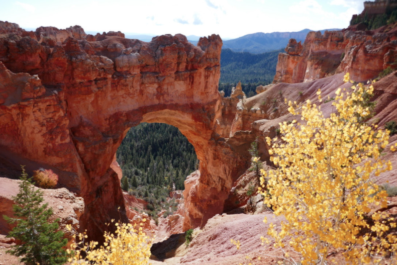 yellow aspen trees in front of the red arched natural bridge rock formation