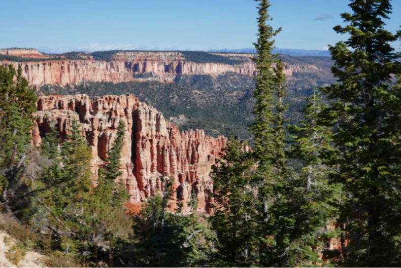 tall pine tree in front of bryce canyon national park