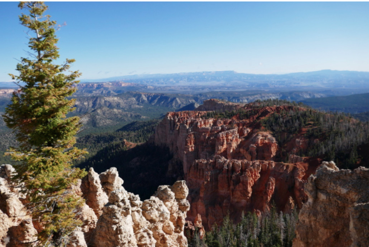 red and white canyoned rocks with light and dark green trees