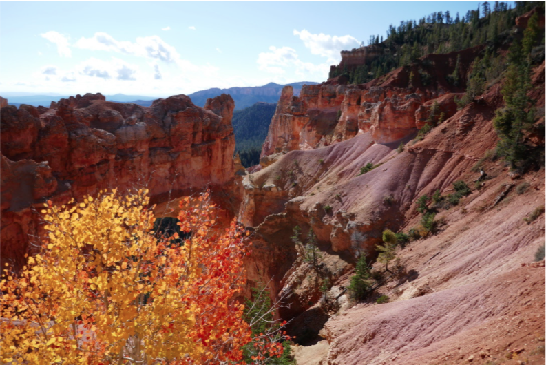 yellow and orange aspen trees with red canyons in the background