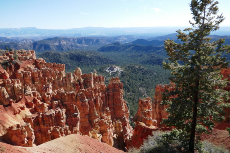 close shot of red hoodoos in front of massive green forest and blue mountains