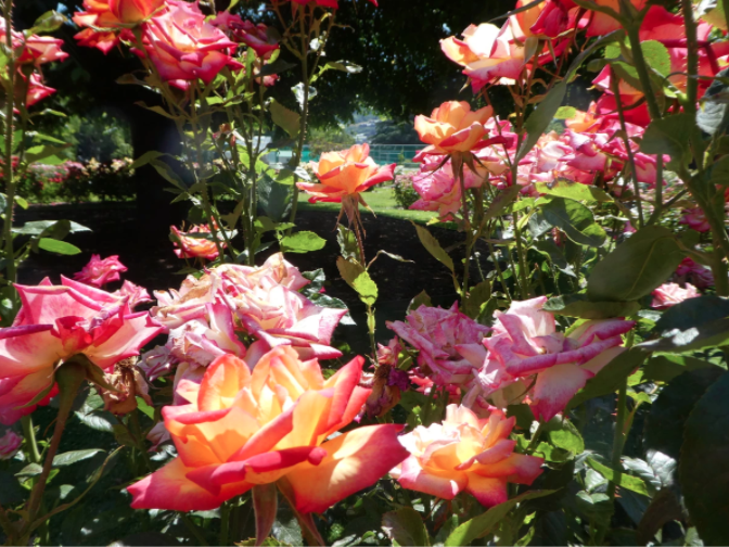rose garden in queenstown new zealand