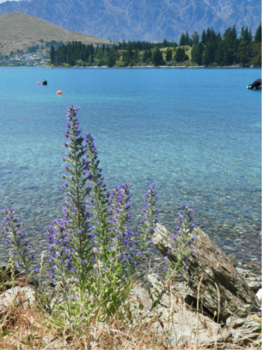 purple wildflowers in front of blue lake water