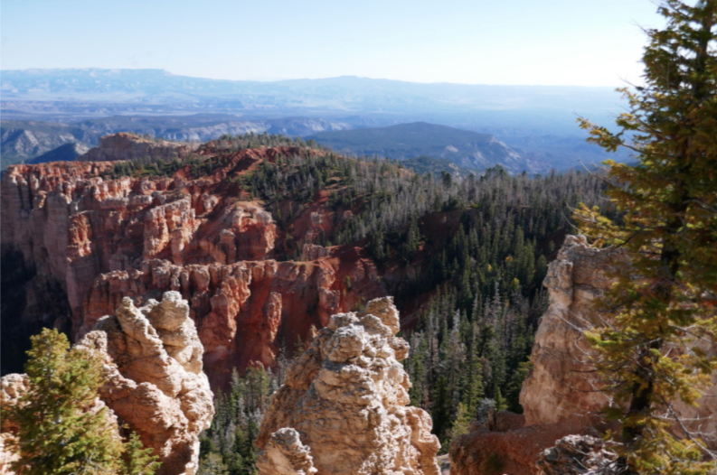 red and white rock hoodoos in the canyon with pine trees