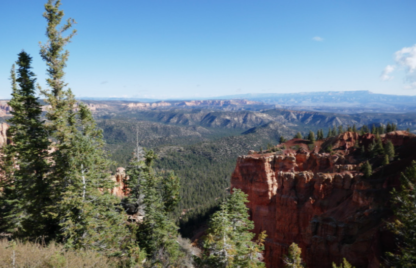 green trees with blue sky in bryce canyon