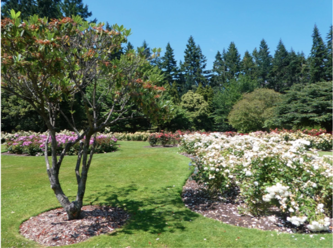 tree and flower garden