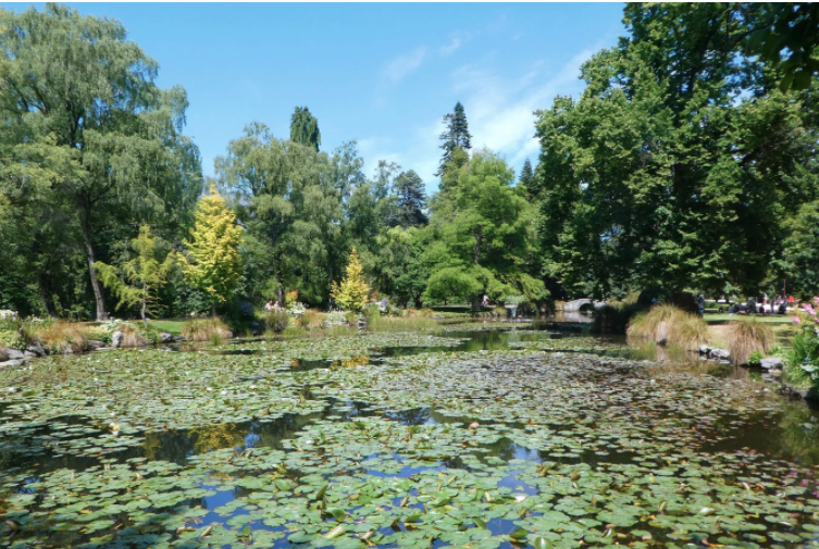 lilypad covered lake in queenstown gardens