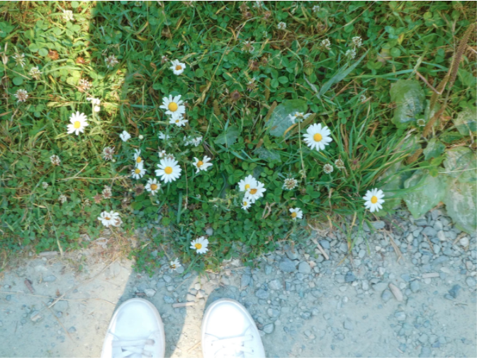 white shoes by white wildflowers