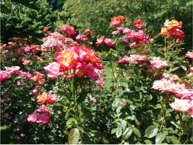 roses in queenstown gardens