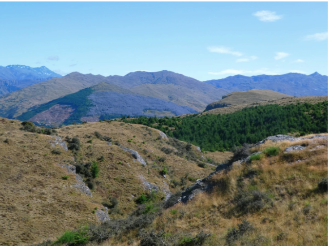 rock mountains with plants on hills