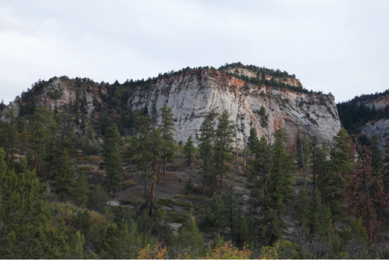white rock among pine trees