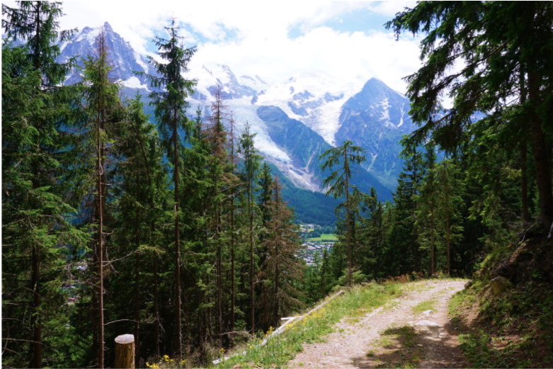 dirt hiking trail between trees with snow capped alps in the background