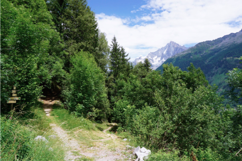 beautiful green trees on a mountain side with dirt path