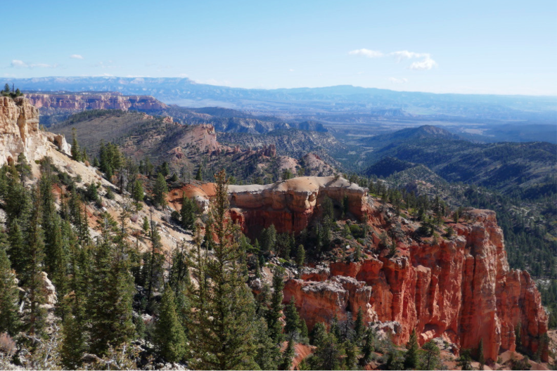 tree filled bryce canyon national park with blue mountains in the background