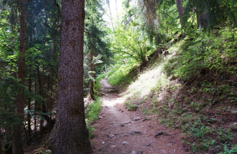 dirt hiking trail in the trees