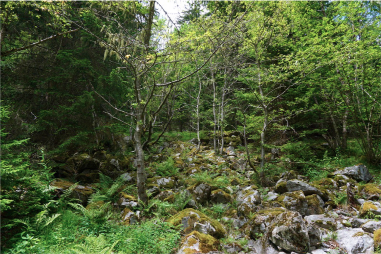 moss covered greenery