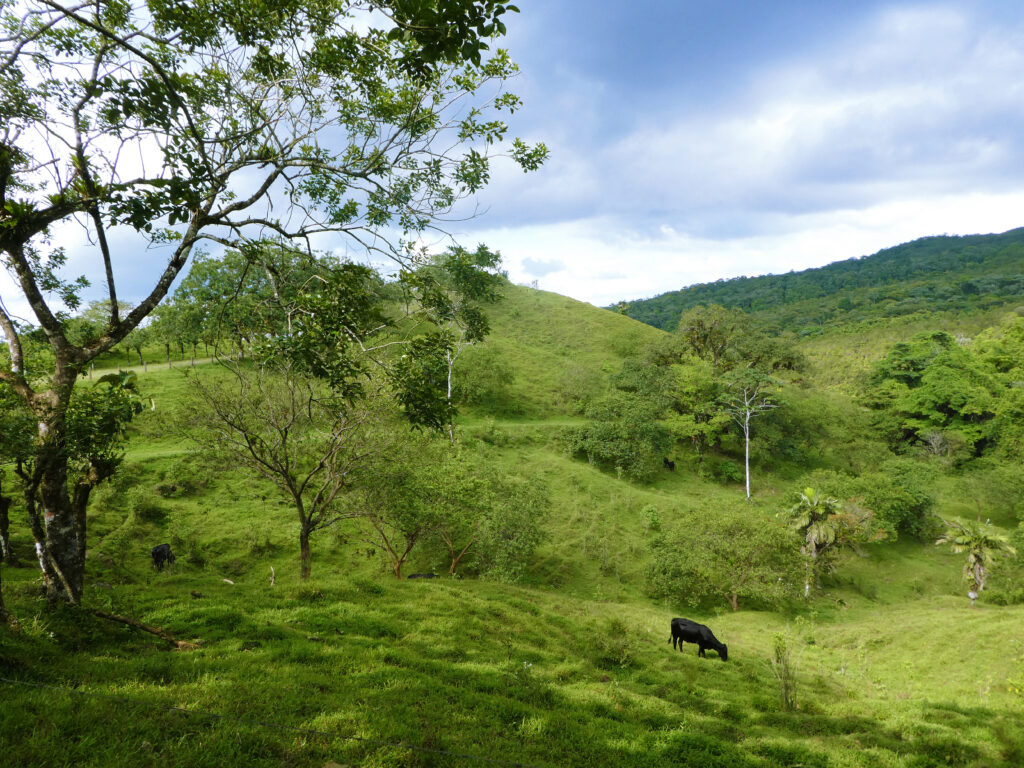 green pasture with black cow