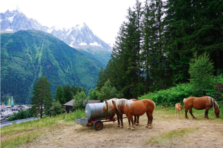 horses in front of pine trees in the mountains