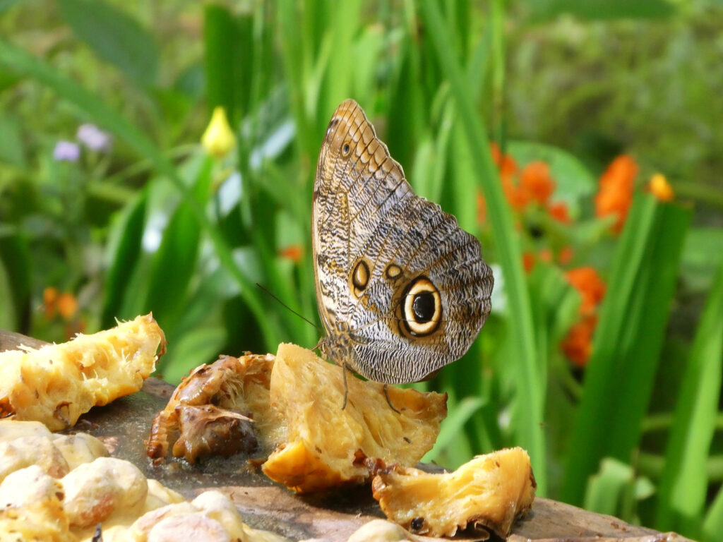 butterfly eating an apple