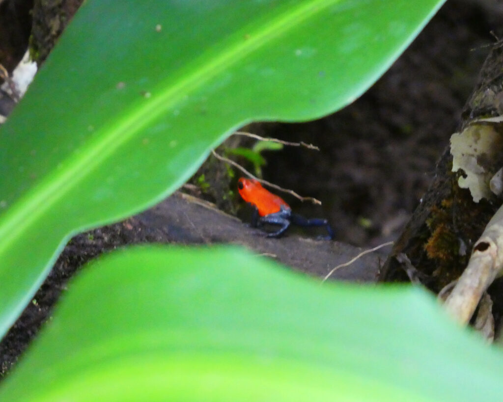 tree frogs behind a leaf